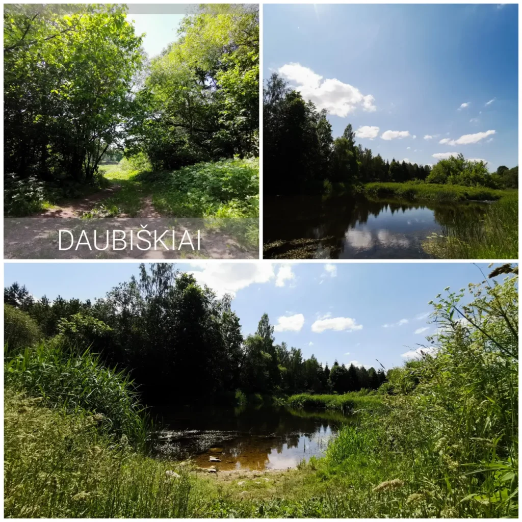 daubiskiai scaled 1