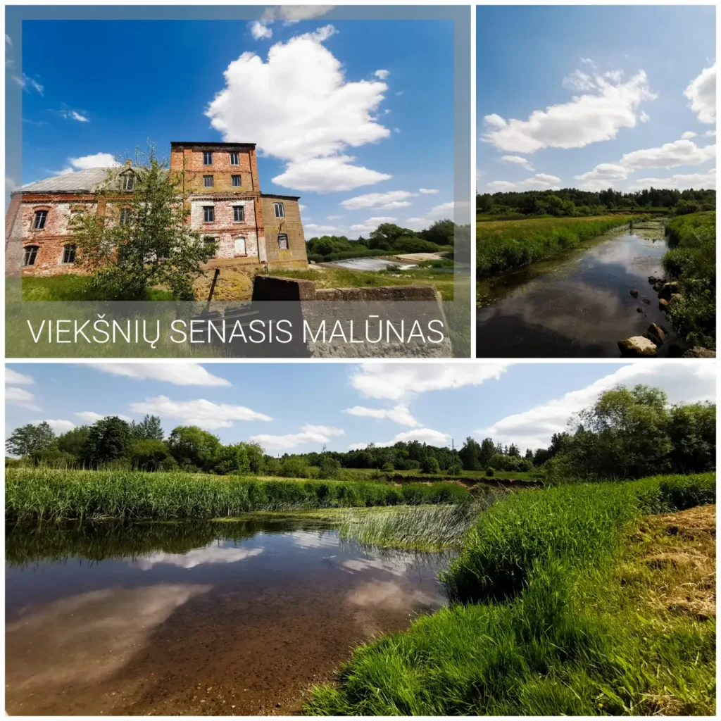 vieksniai scaled